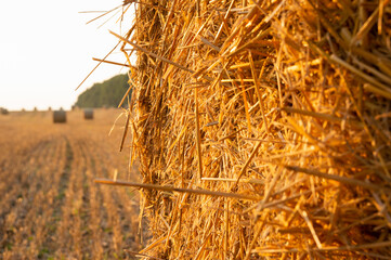Wałki słomy leżące na polu w zachodzącym słońcu © Sebastian