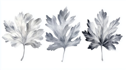Watercolor set of silver dusty miller leaves isolated on white background © Iana