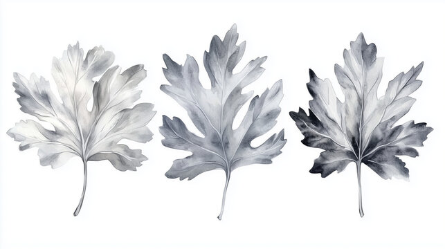 Watercolor set of silver dusty miller leaves isolated on white background