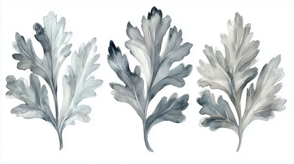 Watercolor set of silver dusty miller leaves isolated on white background © Iana