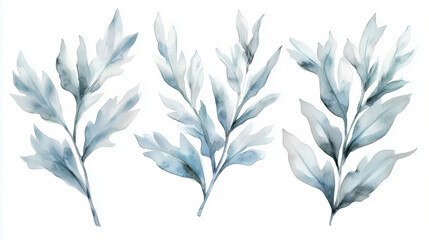 Watercolor set of silver dusty miller leaves isolated on white background © Iana