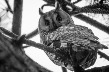 A portrait of a Long-eared Owl (Asio otus). The owl is perched amongst the branches of a conifer, likely a pine or fir. It has large, striking orange eyes that stare directly forward.