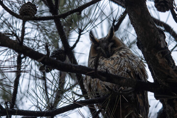 A portrait of a Long-eared Owl (Asio otus). The owl is perched amongst the branches of a conifer, likely a pine or fir. It has large, striking orange eyes that stare directly forward.