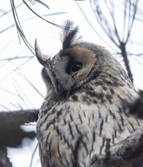 A portrait of a Long-eared Owl (Asio otus). The owl is perched amongst the branches of a conifer, likely a pine or fir. It has large, striking orange eyes that stare directly forward.