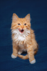 Generated imagePlayful Ginger Kitten Licking Lips. A red-haired kitten sits and licks its lips