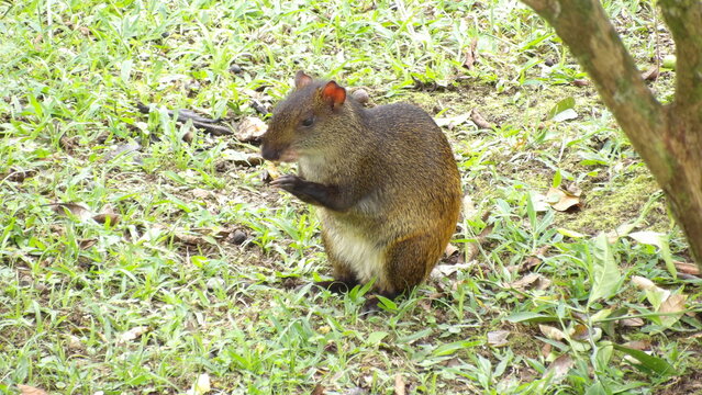 Guat&iacute;n Mindo Ecuador