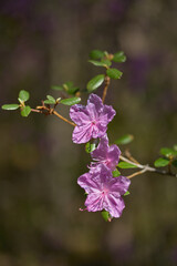 Beautiful purple azalea flowers bloom in a tranquil garden setting