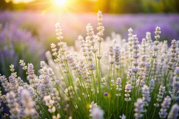 Obraz premium Long Exposure: White Lavender Field, Blooming Meadow, Summer Flowers, Nature Photography