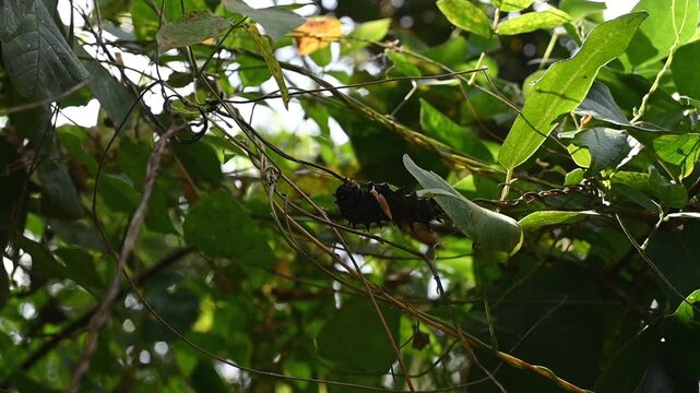 A large caterpillar that belongs to the Sri Lankan birdwing butterflies is eating a vine