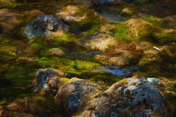 Moss-covered rocks reflect sunlight near a serene stream in a forest