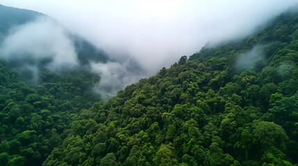 
A lush green forest in the early morning fog, fog in the forest