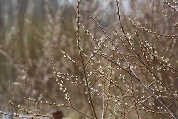 Early Spring Buds on Branches - Nature Awakening in Forest