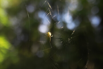 Close-Up of Spider on Intricate Web Against Blurred Nature Background