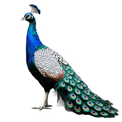 Obraz premium peacock with feathers isolated on transparent background