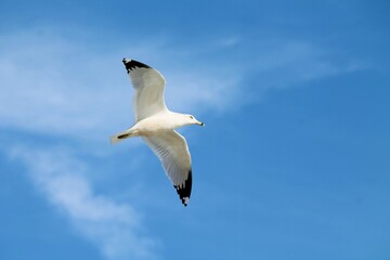 Ring-billed Gull Soaring Larus delawarensis