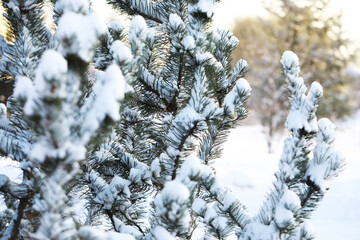 Snow-Covered Pine Trees in Winter Forest with Soft Sunlight