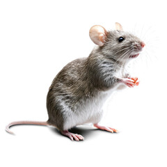 mouse isolated on transparent background