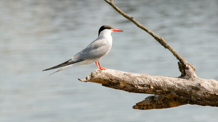 black headed gull