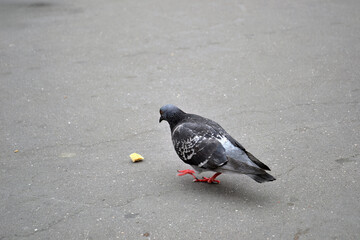a pigeon in the foreground eating leftover food