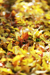 Vibrant Autumn Leaves Fallen on Ground Highlighting a Single Red Leaf