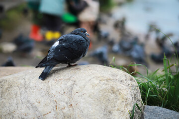 Obraz premium Pigeon on Rock by Riverside with Blurred Background
