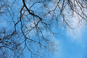 Leafless Branches Against a Clear Blue Sky in Winter