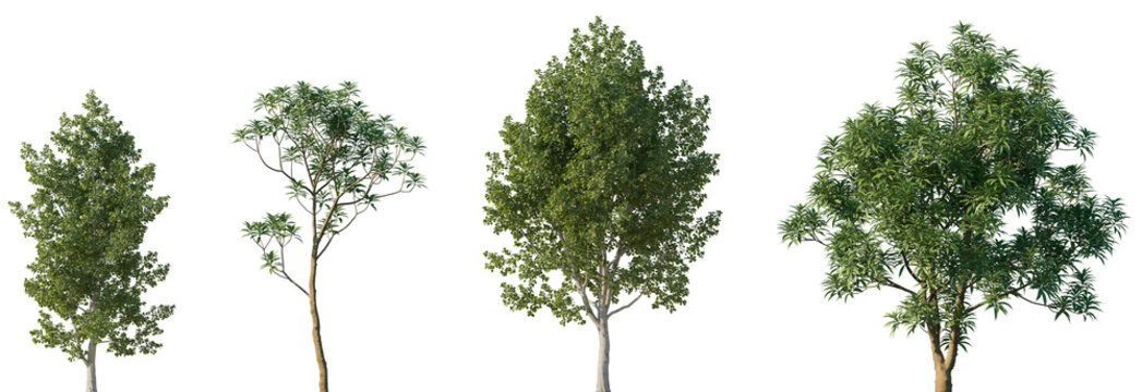 Set of 2 Populus tremula and 2 Cinchona officinalis frontal set street trees isolated png in sunny daylight on a transparent background perfectly cutout