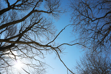 Winter Trees with Bare Branches Against a Clear Blue Sky and Sunlight