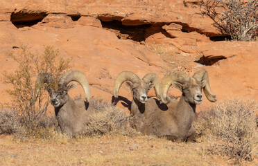 Desert Bighorn Sheep Rams in Nevada