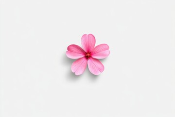 Obraz premium Close-up of a single pink flower with five petals on a clean white background, minimalistic and elegant.