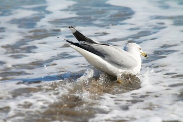 Ring-billed Gull Ocean Larus delawarensis