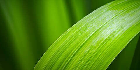 A close-up of a vibrant green leaf, showcasing its texture and sheen against a blurred green background. Concept Leaf Texture Detail, Nature Close-up, Vibrant Green Colors