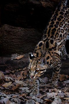 Ocelot che scende furtivo da un cumulo di legna
