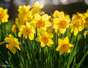 yellow daffodils in spring, daffodils in the garden, Daffodils shining in the sun
