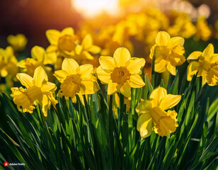 Obraz premium yellow daffodils in spring, daffodils in the garden, Daffodils shining in the sun