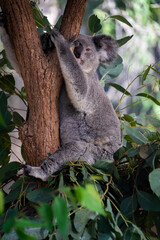 Magnetic Island, Australien – Tropisches Paradies mit goldenen Stränden, wilden Koalas und atemberaubenden Sonnenuntergängen