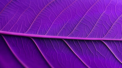 Macro shot of a vibrant purple leaf with detailed veins, showcasing natural patterns and texture.