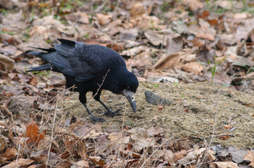 the black raven serching somesing in the grass	
