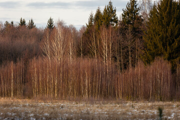 A beautiful natural forest in the Knyszyńska Forest
