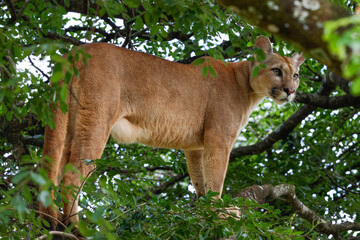 A puma climbing a tree