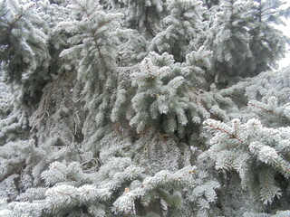 snow covered pine tree