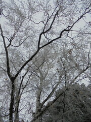 beautiful tree covered with snow in winter