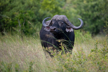 cape buffalo in the wild