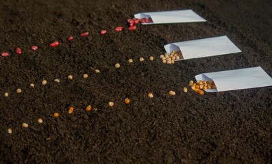 Seed Planting: A Variety of Crops for Future Harvest. Selective focus