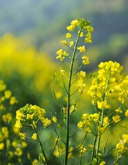 Obraz premium yellow mustard flowers, field of mustard flowers, mustard, blossoms of oilseed, green yellow plants, yellow blossoms, blurred background
