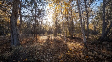 Obraz premium Autumn Sunlight Illuminates Golden Aspen Forest Floor