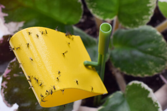 Yellow sticky paper with fungus gnats in a plant pot