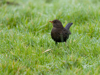 Blackbird, Turdus merula
