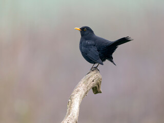 Blackbird, Turdus merula