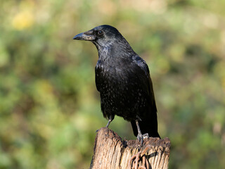 Carrion crow, Corvus corone